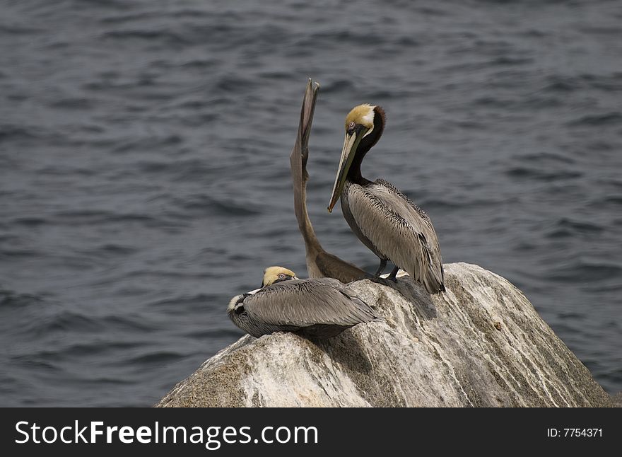 Three Pelicans On A Rock