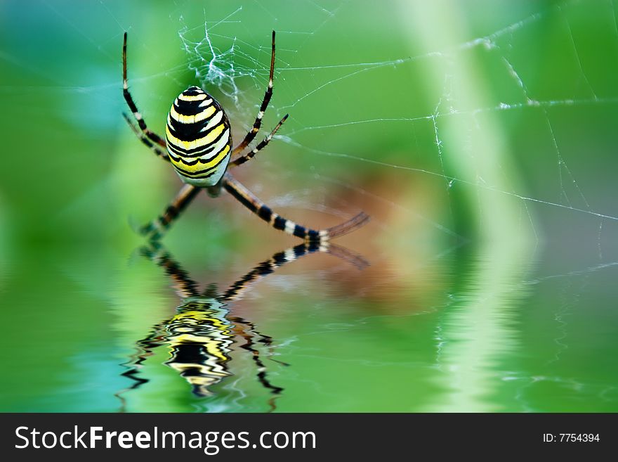 Argiope bruennichi, or the wasp spider, is a species of orb-web spider distributed throughout central Europe, Northern Europe, north Africa and parts of Asia.