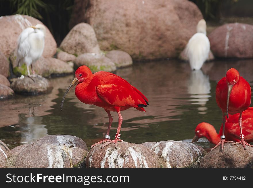 Red And White Birds