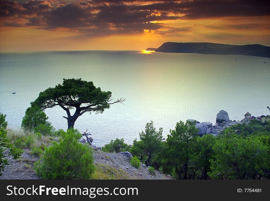 A lonely tree standing on the coastline with a sunset over the sea in the background. A lonely tree standing on the coastline with a sunset over the sea in the background