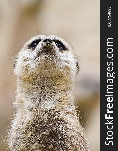 Portrait of meerkat or Suricata suricatta