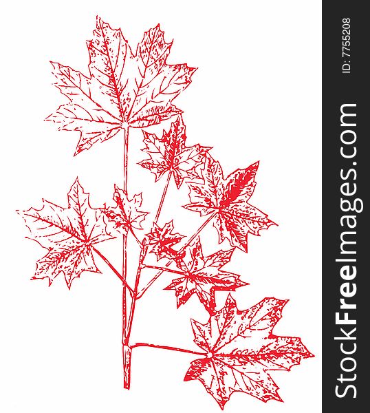 Maple Branch