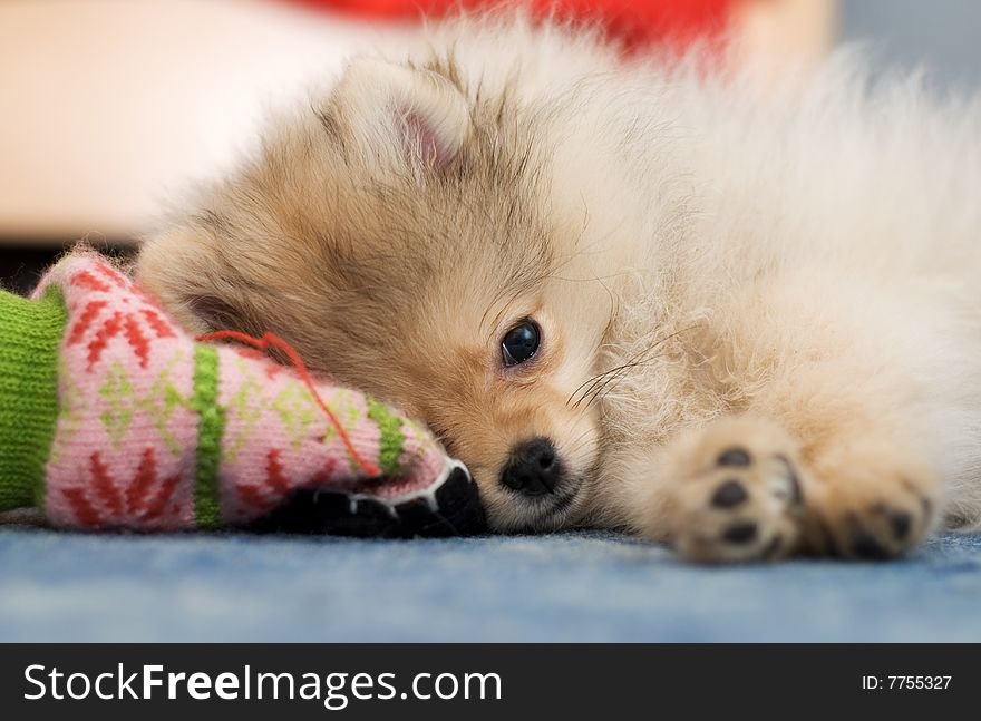 Pomeranian spitz puppy. Just wake up.