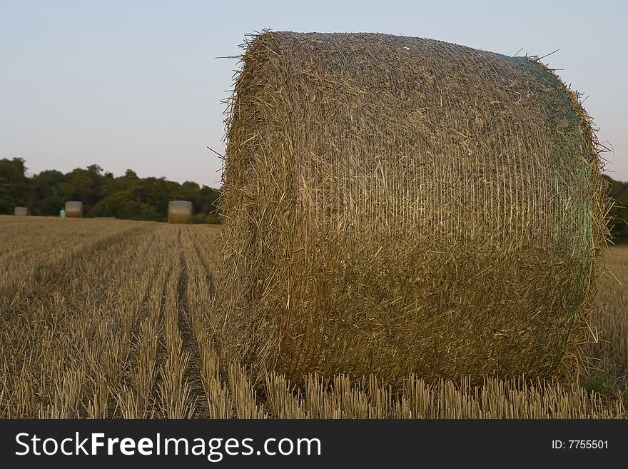 Field full of haystacks ready for collection at harvest time. Field full of haystacks ready for collection at harvest time