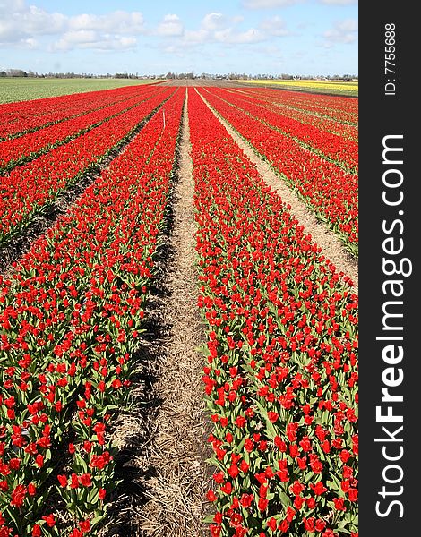 Field of red tulips in the Netherlands