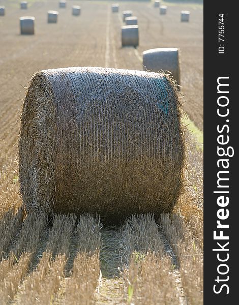 Field full of haystacks ready for collection at harvest time