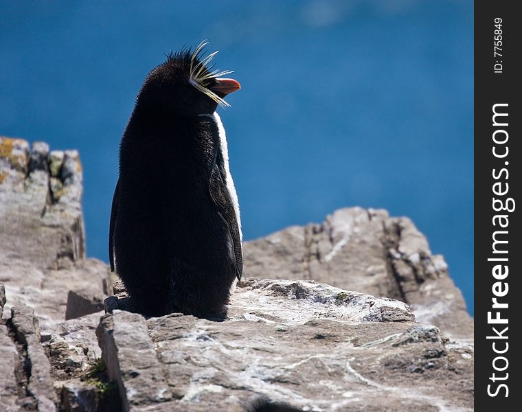 Rockhopper penguin on the rock