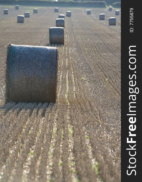 Field full of haystacks ready for collection at harvest time