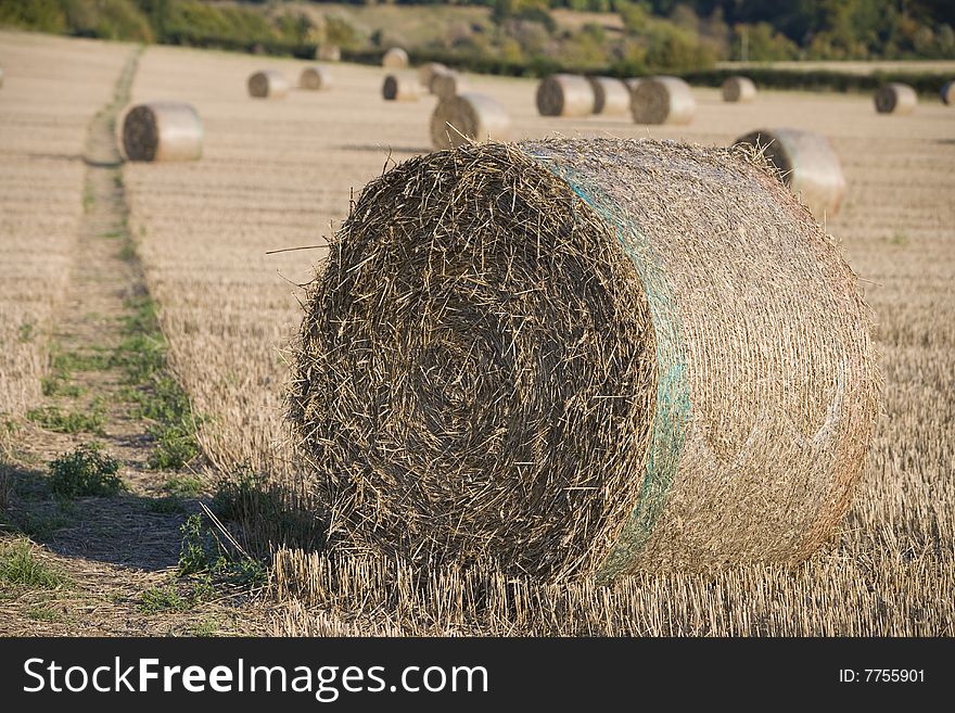 Field full of haystacks ready for collection at harvest time