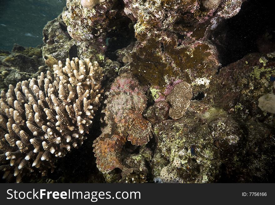 Stonefish