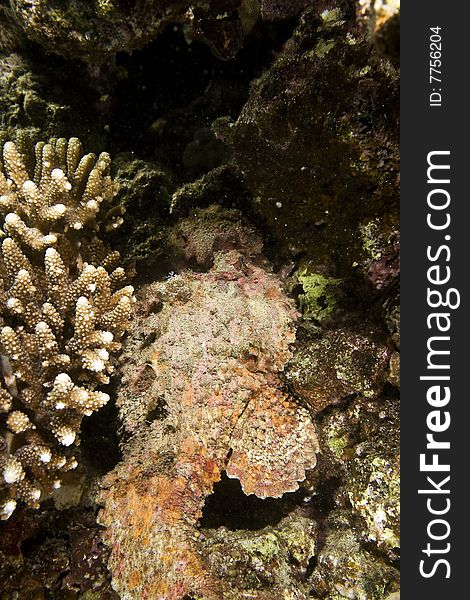 Stonefish (synanceia verrucosa) taken in the red sea.