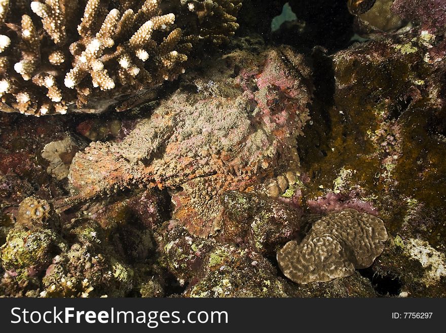 Stonefish (synanceia verrucosa) taken in the red sea.