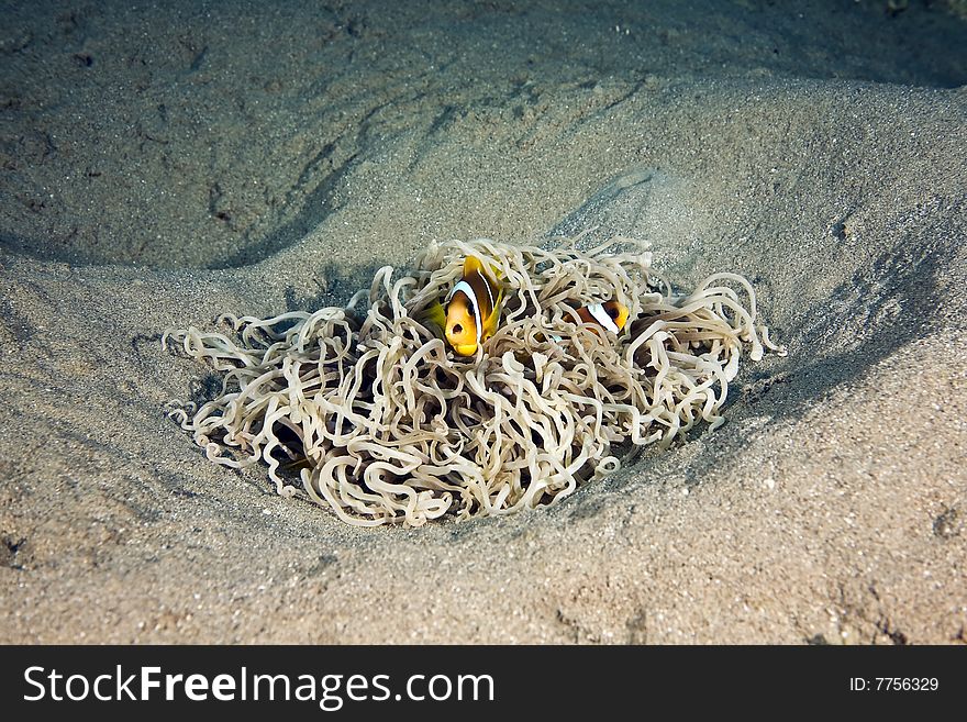 Red sea anemonefish (Amphipiron bicinctus) in a leathery anemone