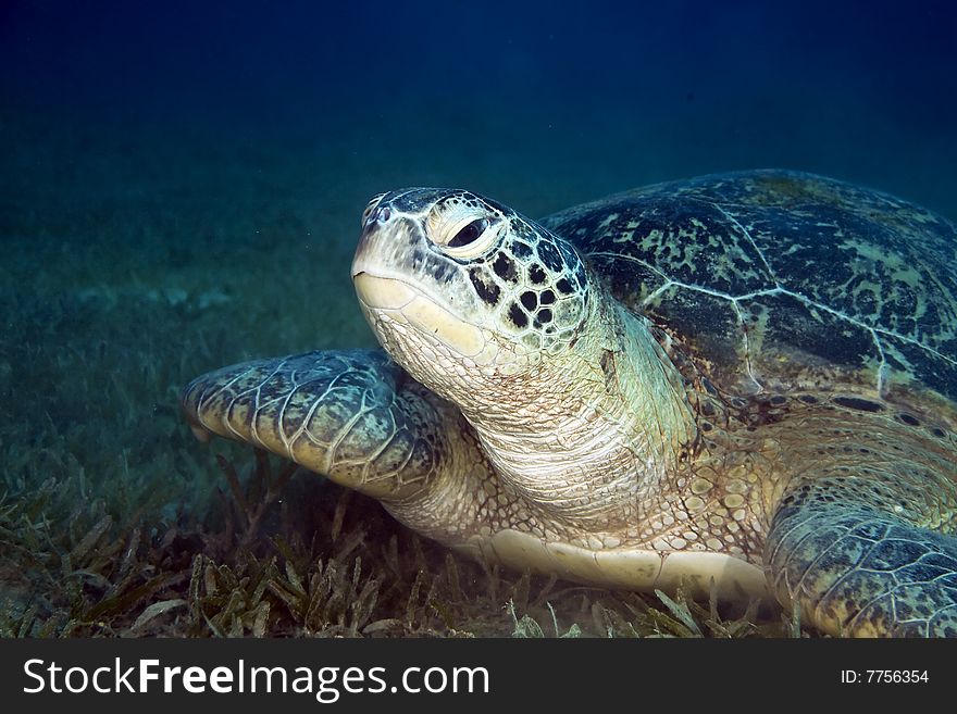 Male green turtle (chelonia mydas) taken in the red sea.