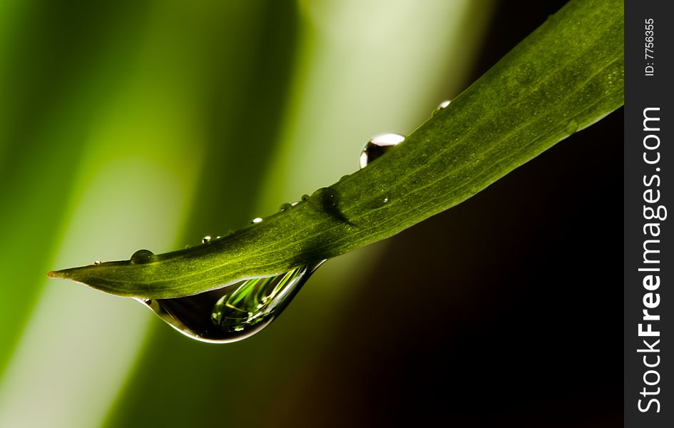 Background with green grass and waterdrop. Background with green grass and waterdrop