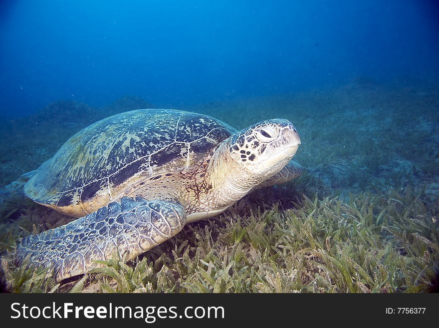 Male green turtle (chelonia mydas) taken in the red sea.
