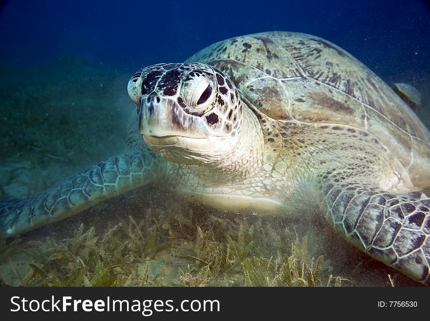 Female green turtle (chelonia mydas) taken in the red sea.