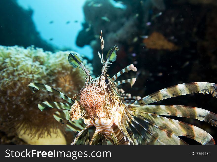 Common lionfish (pterois miles) taken in the red sea.
