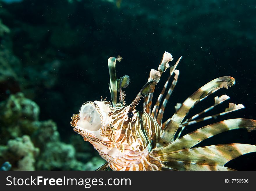 Common lionfish (pterois miles) taken in the red sea.