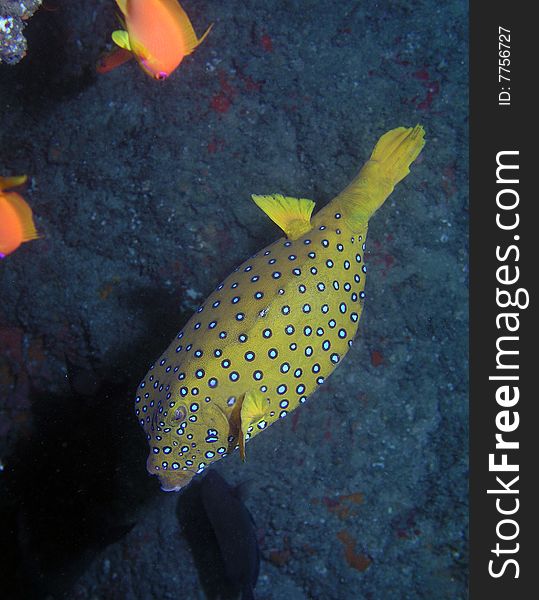 Yellowspotted burrfish taken in the Red Sea.