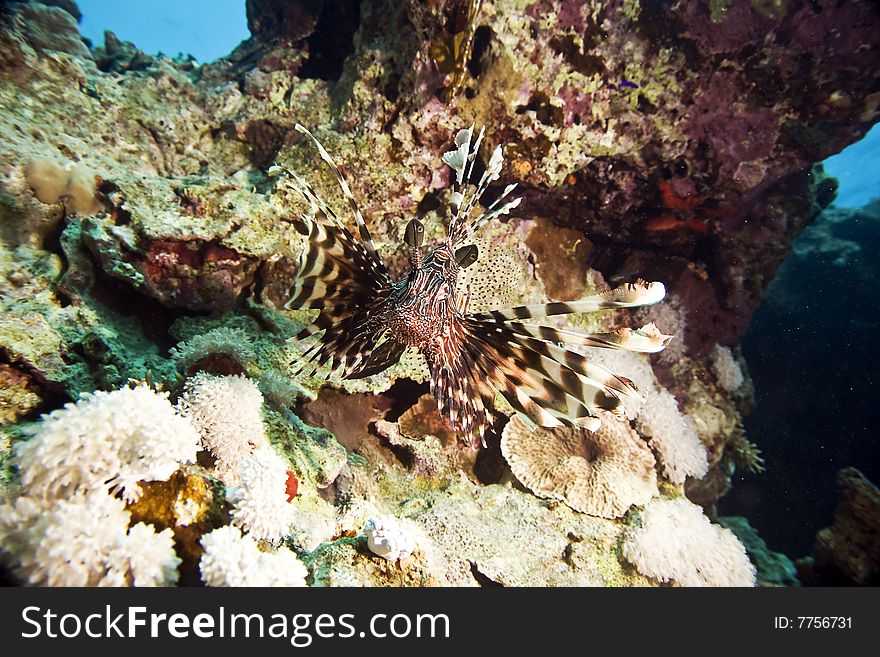 Common lionfish (pterois miles) taken in the red sea.