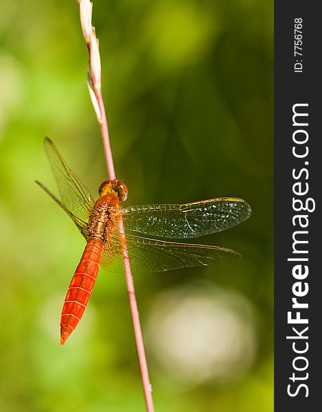The red dragonfly sits on a grass. An insect. The red dragonfly sits on a grass. An insect.