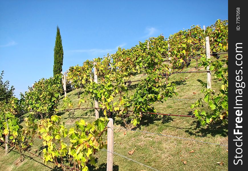 Vineyard with clusters on an abrupt hill