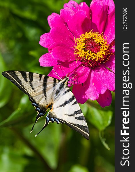 Butterfly Mahaon sits on a flower. (Zinnia L.). Butterfly Mahaon sits on a flower. (Zinnia L.)