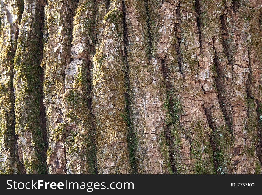 Detail of chestnut bark texture