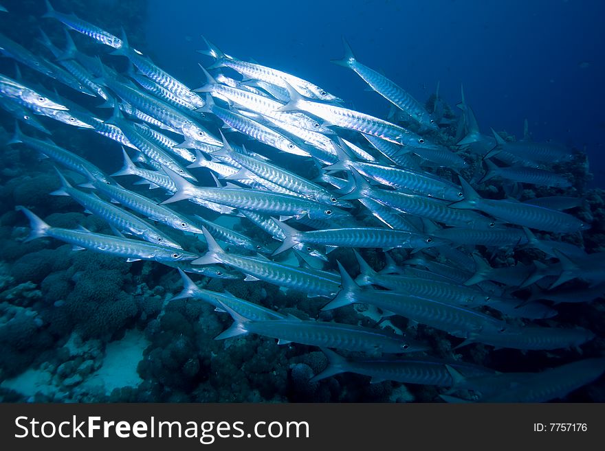 School of Barracudas in the Red Sea, Egypt