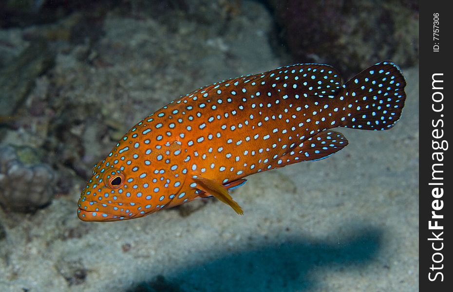 Coral Hind in the Red Sea, Egypt