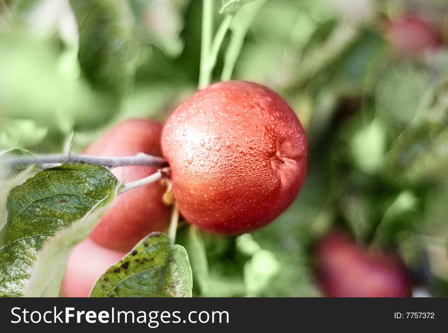 Red Apples Jonathan in orchard. Red Apples Jonathan in orchard