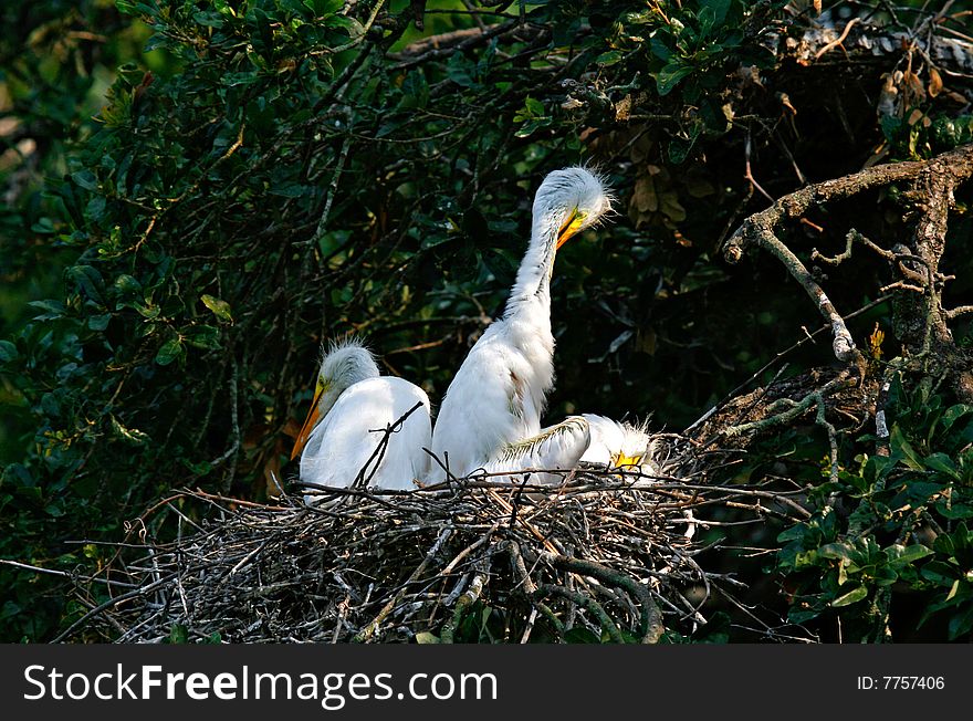 Great White Egret Chicks