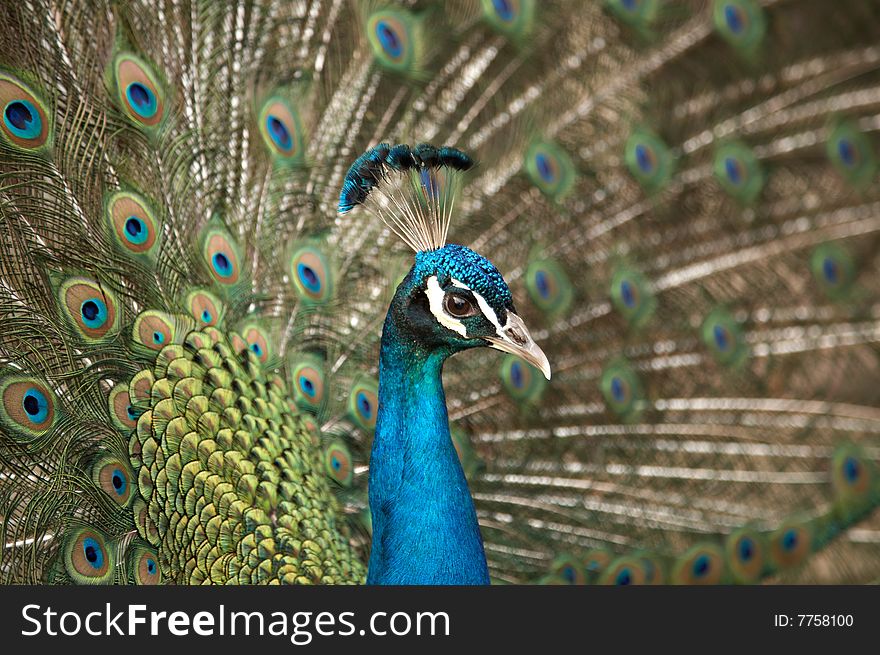 Beautiful color peacock with feather blue in zoo