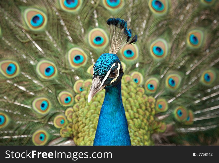 Beautiful color peacock with feather blue in zoo