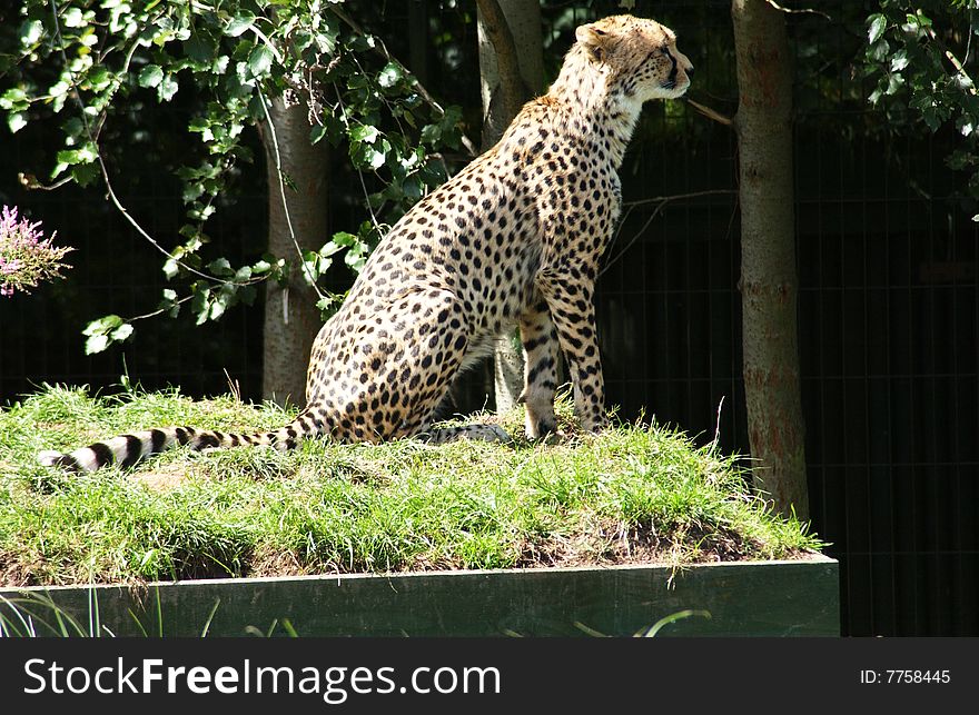 A leopard sat on the grass in the sun