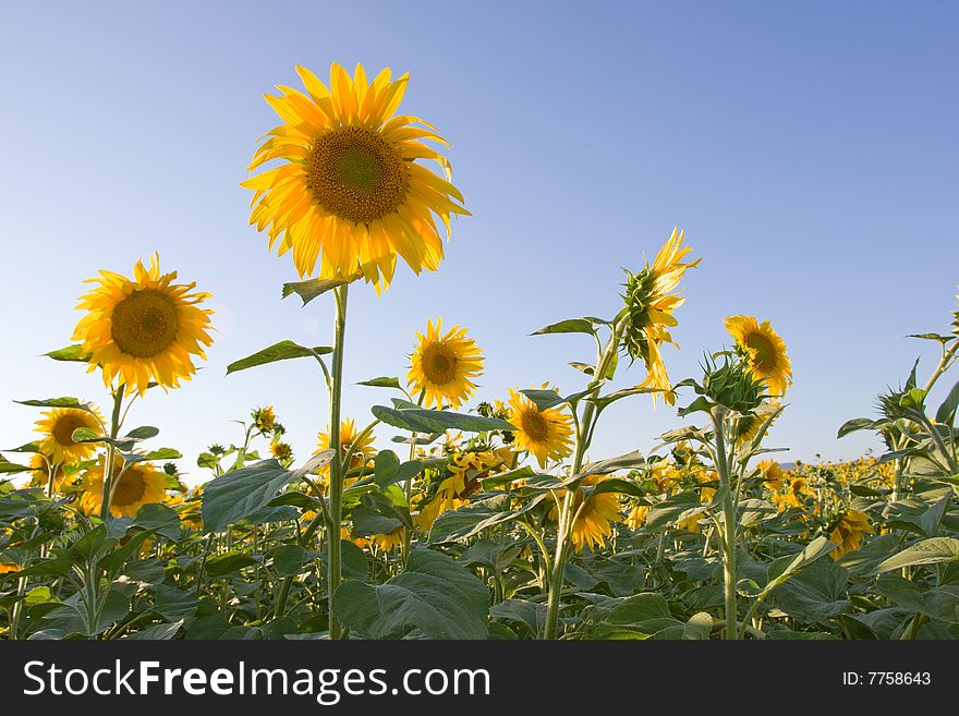 Sunflower field on blue sky
