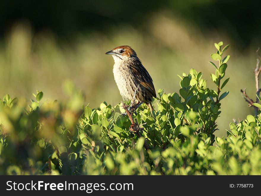 The Cape Grassbird or Cape Grass Warbler (latin name: Sphenoeacus afer). Photo take in December 08 near Cape of Good Hope in Table Mountain National Park.