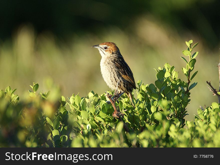 The Cape Grassbird or Cape Grass Warbler (latin name: Sphenoeacus afer). Photo take in December 08 near Cape of Good Hope in Table Mountain National Park.