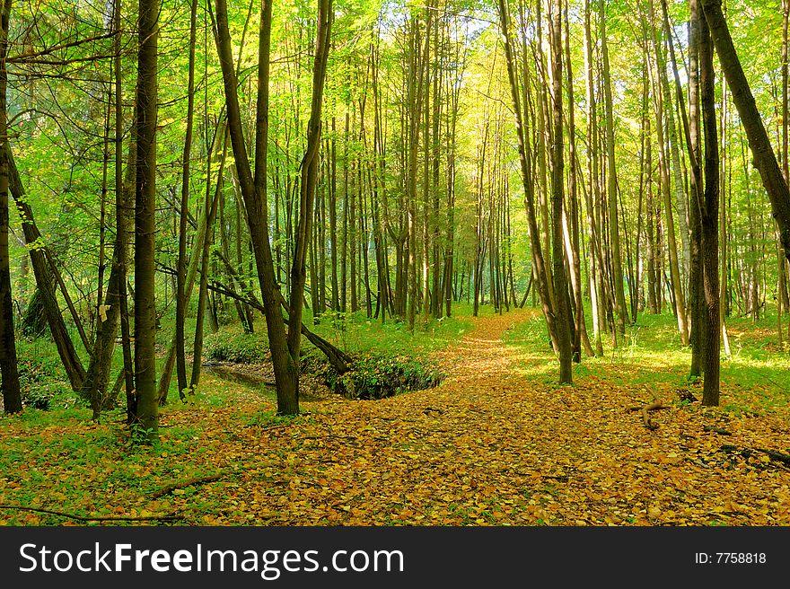 Footpath and brook in the forest