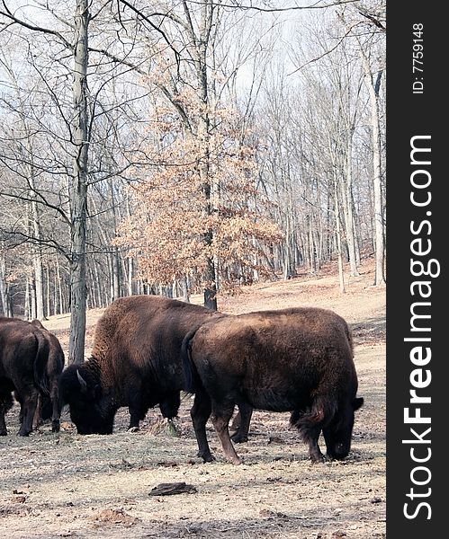 American bison feeding in meadow. American bison feeding in meadow