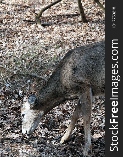 Whitetail buck shortly after shedding antlers. Whitetail buck shortly after shedding antlers