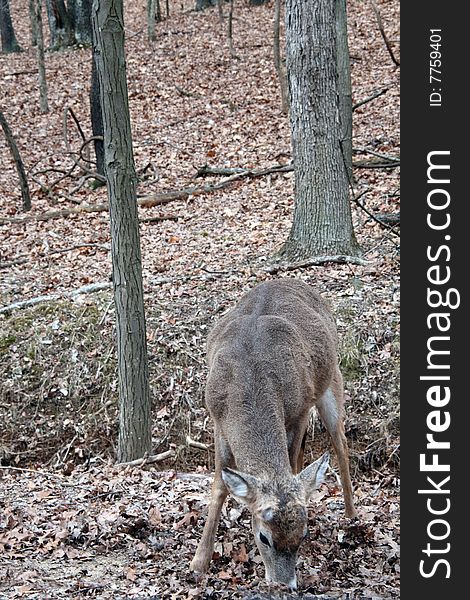 Whitetail buck just after shedding antlers. Whitetail buck just after shedding antlers