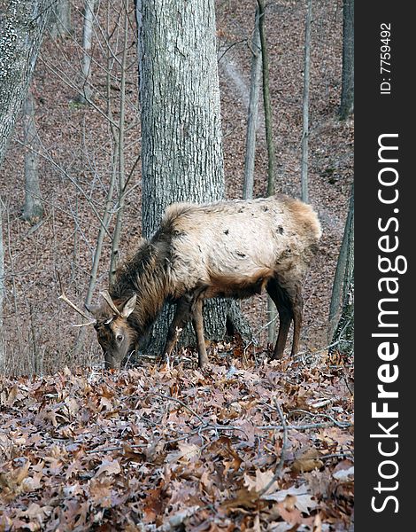 Bull elk feeding in leaves