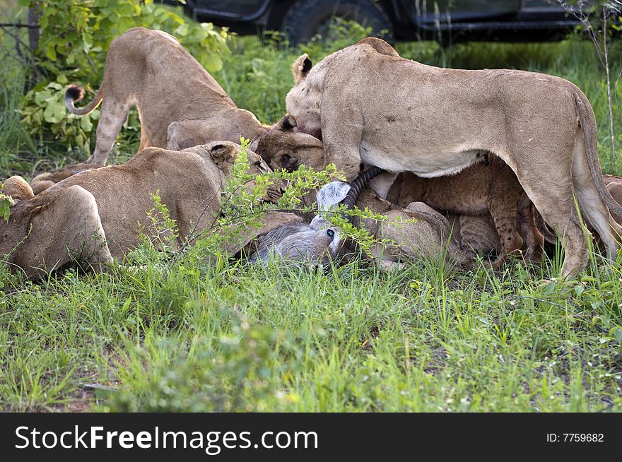 Lion family eating their prey in Kruger Park