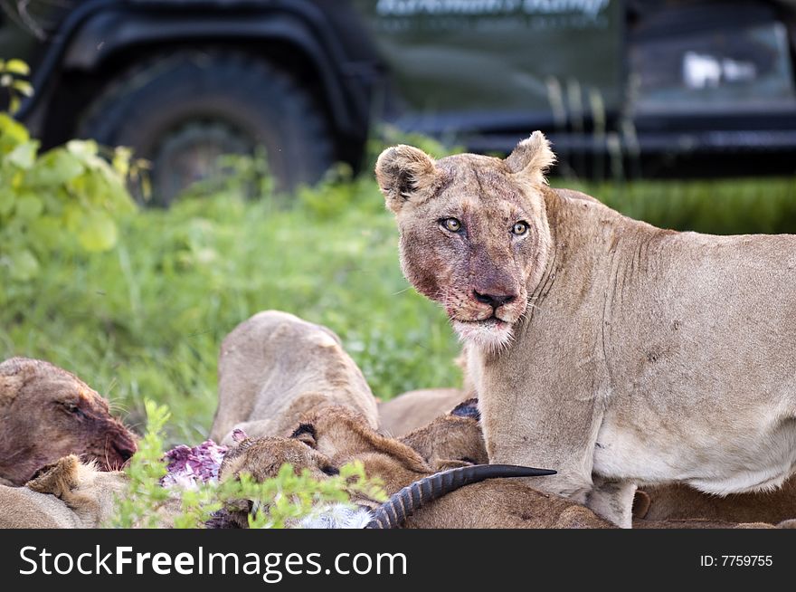 Lion family eating their prey in Kruger Park