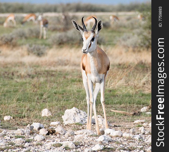 Springbok (Antidorcas marsupialis)  front view, Namibia. Springbok (Antidorcas marsupialis)  front view, Namibia