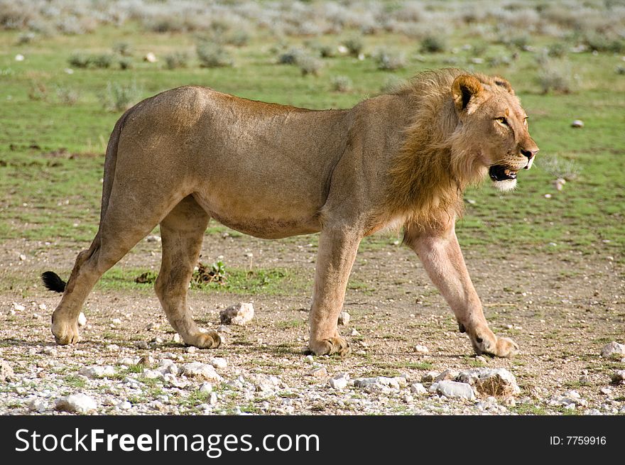 Lion walking by, Namibia