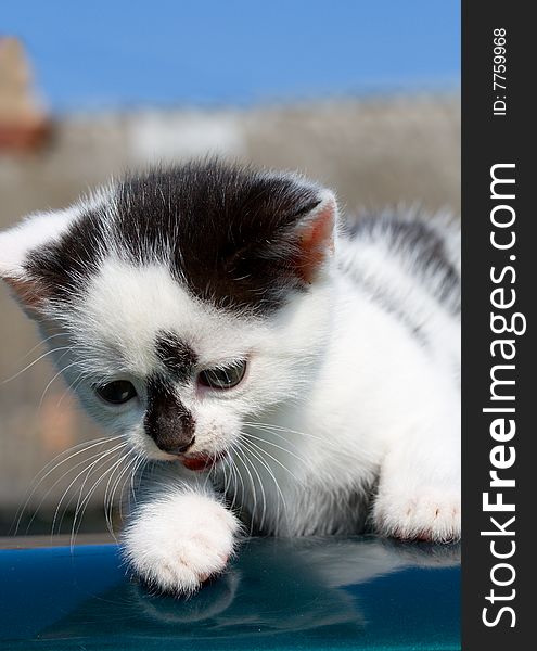 Kitten lying on car with reflection