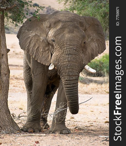 Desert-adapted elephant (loxodonta africana) front view, Namibia. Desert-adapted elephant (loxodonta africana) front view, Namibia